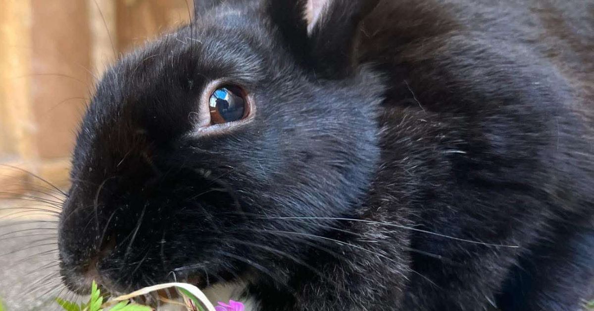 vi - Rabbit (1)