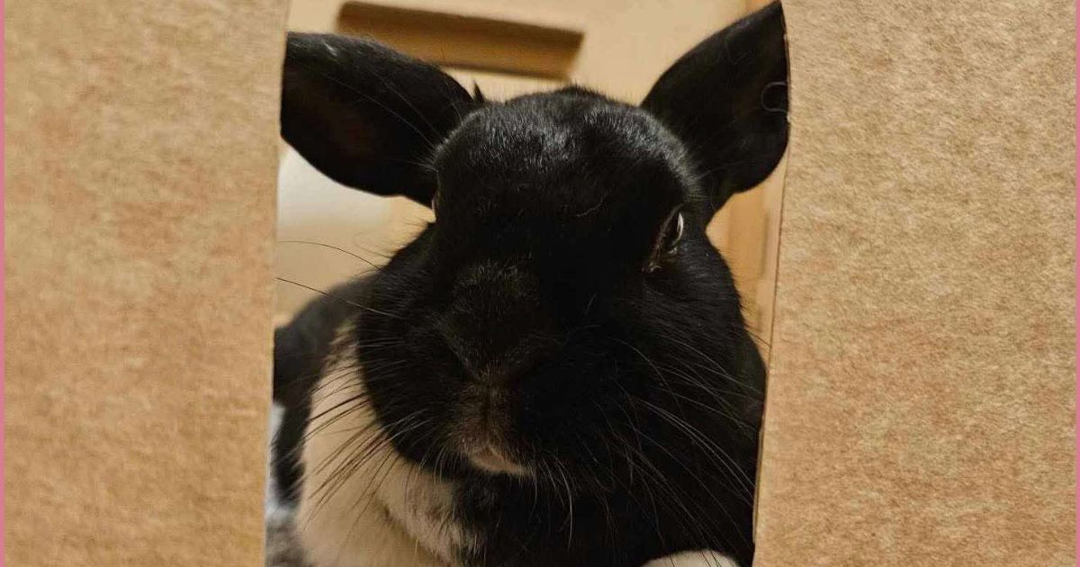 vi - Rabbit