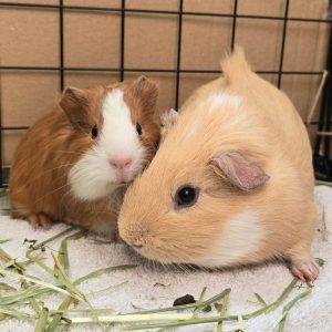 Adopt a guinea pig