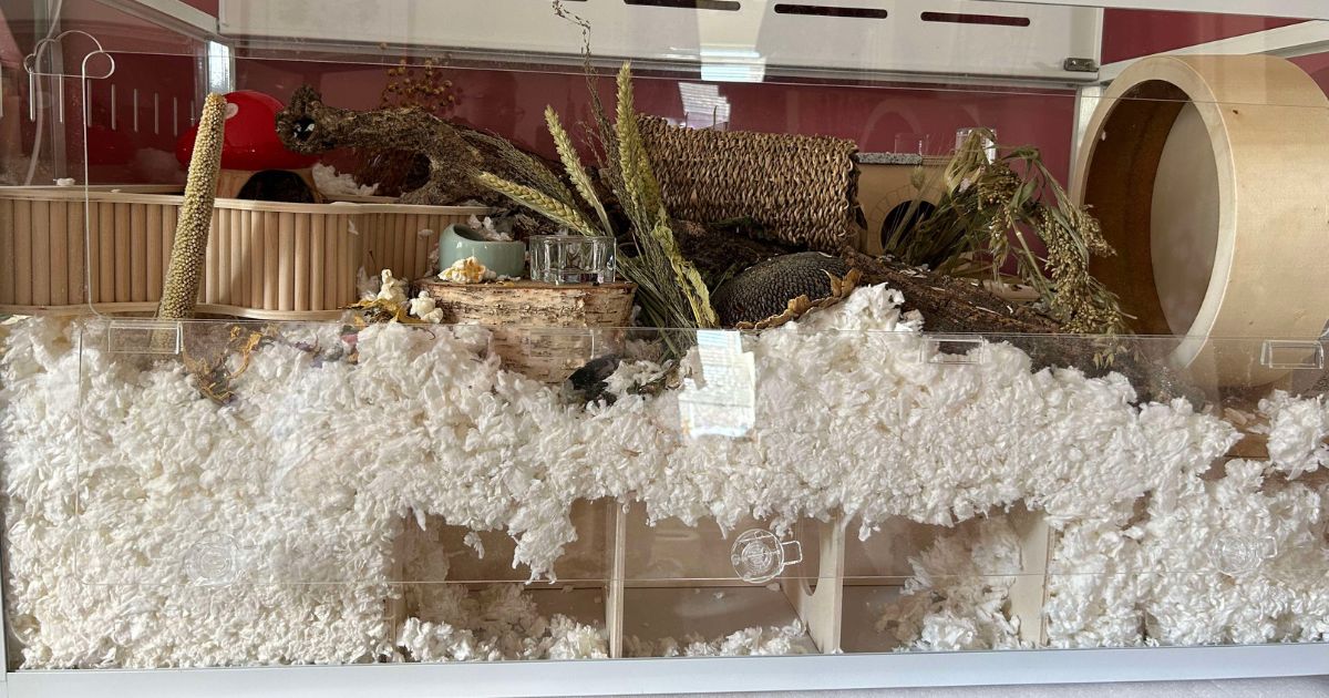 Picture of Hamster enclosure | The Bunnyjackpot Foundation