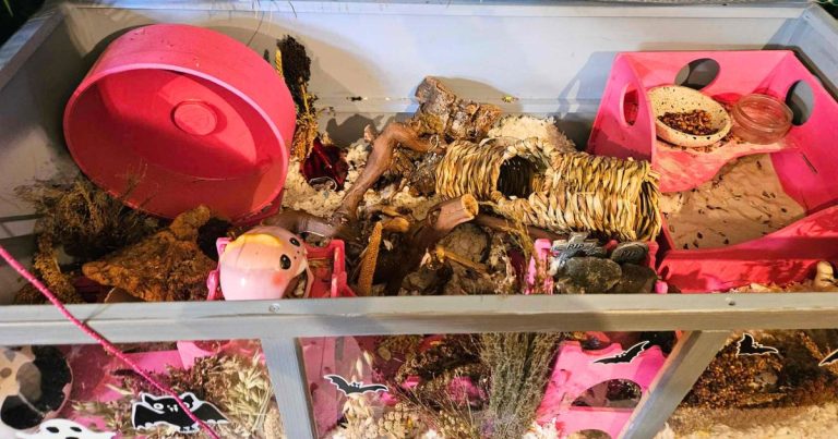Hamster enclosure | The Bunnyjackpot Foundation
