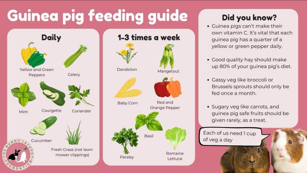 Guinea Pig Diet A Guide The Bunnyjackpot Foundation