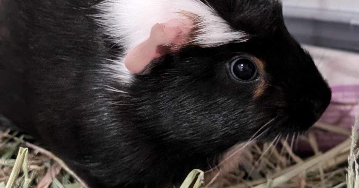 Curated visual reference: Fresh Look at Guinea Pig Diet A Guide
