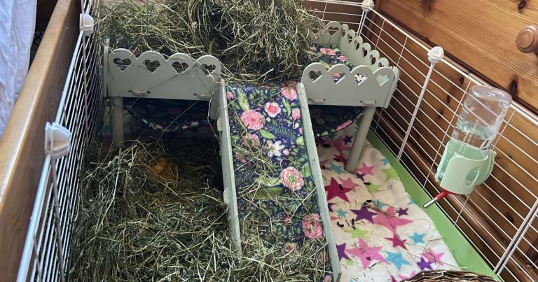 Beautiful view of The Best Insulation For Guinea Pig Habit