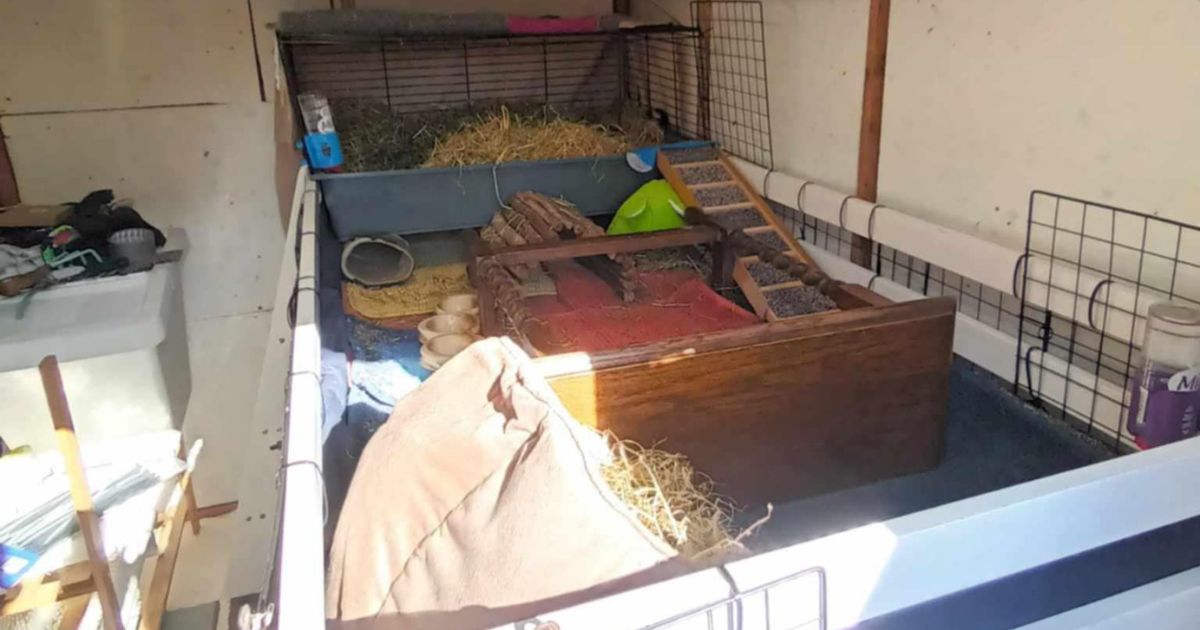 Guinea pig housing guide | The Bunnyjackpot Foundation - The Best Insulation For Guinea Pig Habit