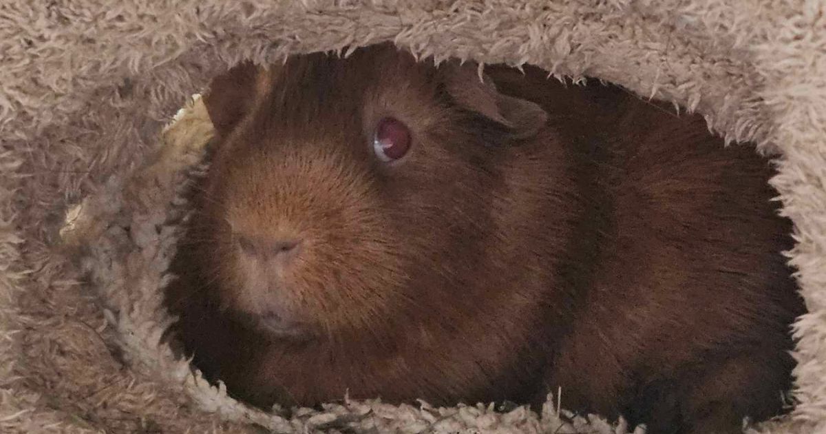 Mickle - Guinea Pig
