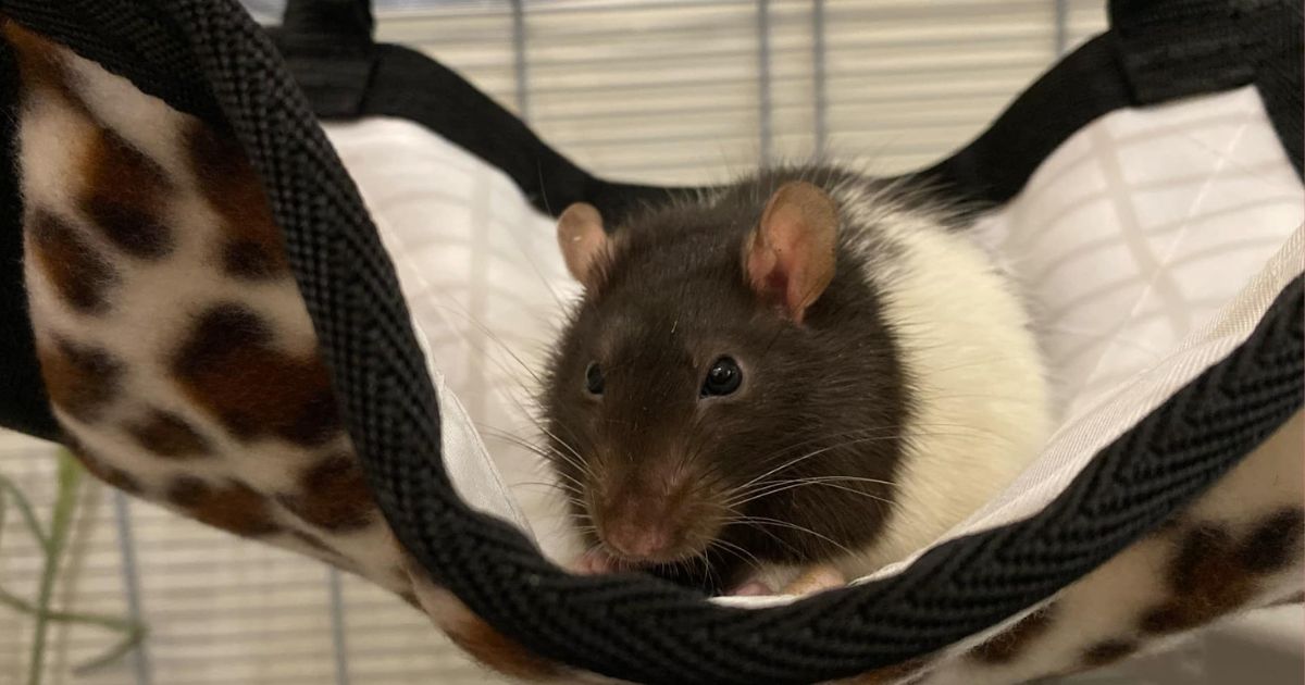 Sonnet - Rat