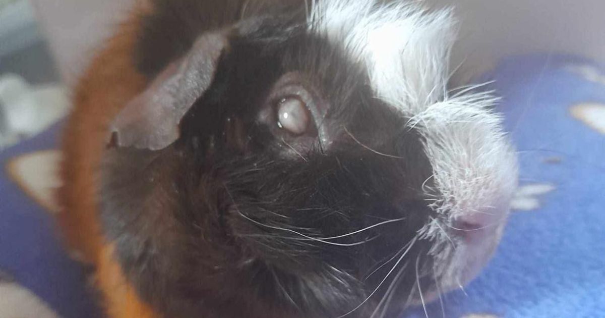 Disley - Guinea Pig