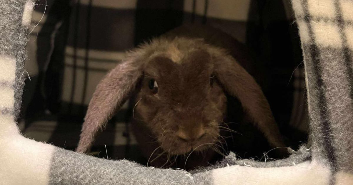 Soleil - Rabbit