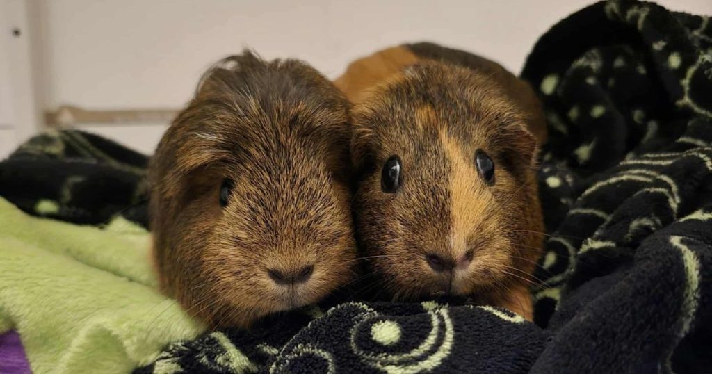 Parsley & Thyme