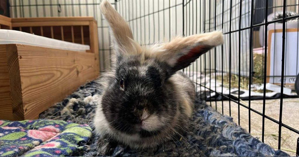 Adopt a Rabbit | The Bunnyjackpot Foundation