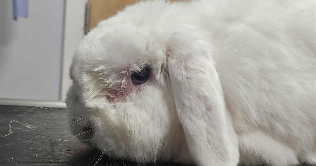 Russell - Rabbit