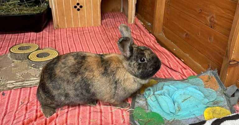 Adopt a Rabbit | The Bunnyjackpot Foundation