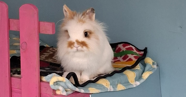 Adopt a Rabbit | The Bunnyjackpot Foundation