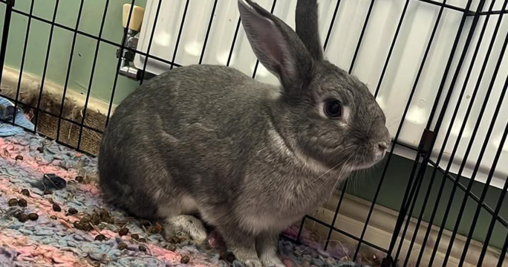Adopt a Rabbit | The Bunnyjackpot Foundation